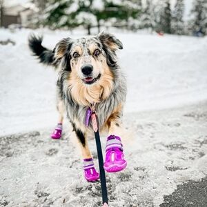 Size 1 purple Qumy dog shoes